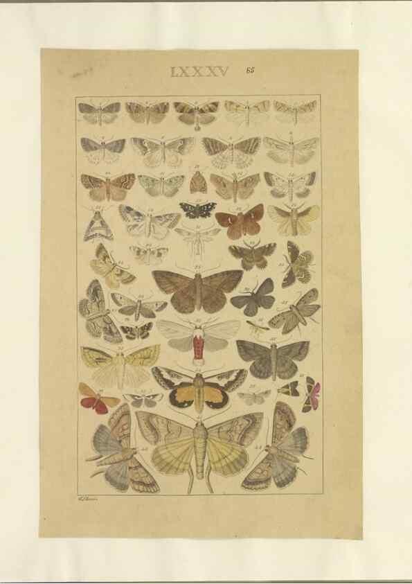 Reproducción/Reproduction 40453467143: Lepidoptera : manuscript. [between 1873-1883?]. 