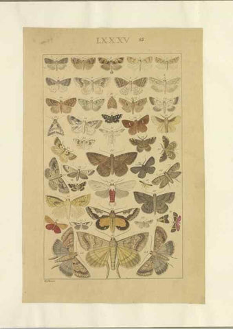 Reproducción/Reproduction 40453467143: Lepidoptera : manuscript. [between 1873-1883?]. 