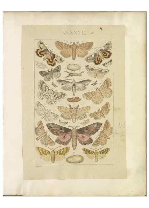 Reproducción/Reproduction 32477047857: Lepidoptera : manuscript. [between 1873-1883?]. 