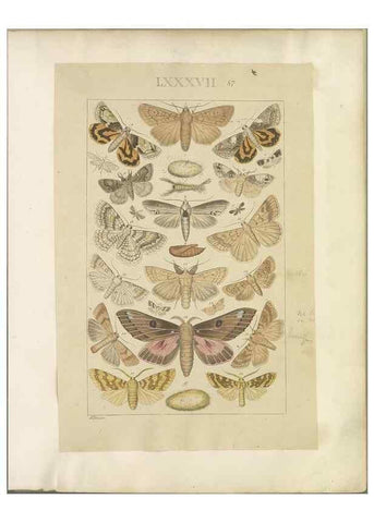 Reproducción/Reproduction 32477047857: Lepidoptera : manuscript. [between 1873-1883?]. 