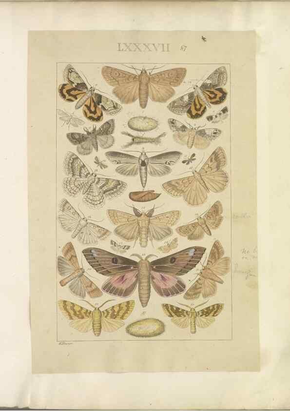Reproducción/Reproduction 32477047857: Lepidoptera : manuscript. [between 1873-1883?]. 