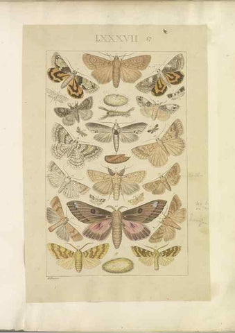 Reproducción/Reproduction 32477047857: Lepidoptera : manuscript. [between 1873-1883?]. 