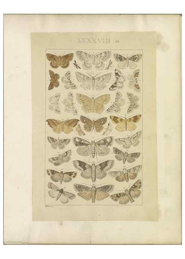 Reproducción/Reproduction 47366280662: Lepidoptera : manuscript. [between 1873-1883?]. 