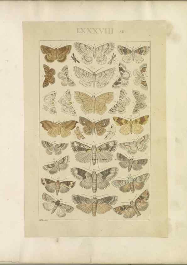 Reproducción/Reproduction 47366280662: Lepidoptera : manuscript. [between 1873-1883?]. 
