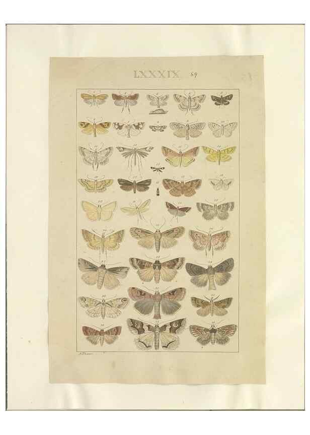 Reproducción/Reproduction 46503863815: Lepidoptera : manuscript. [between 1873-1883?]. 