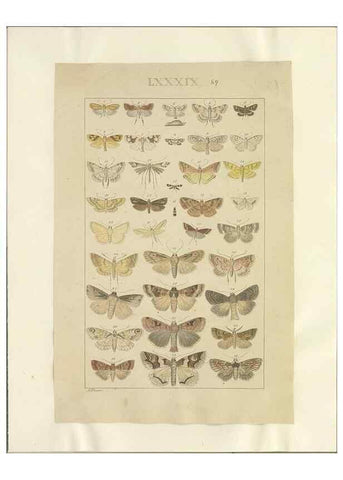 Reproducción/Reproduction 46503863815: Lepidoptera : manuscript. [between 1873-1883?]. 