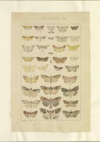 Reproducción/Reproduction 46503863815: Lepidoptera : manuscript. [between 1873-1883?]. 