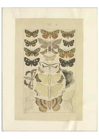 Reproducción/Reproduction 40453469173: Lepidoptera : manuscript. [between 1873-1883?]. 