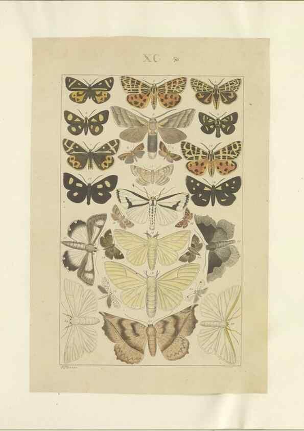 Reproducción/Reproduction 40453469173: Lepidoptera : manuscript. [between 1873-1883?]. 