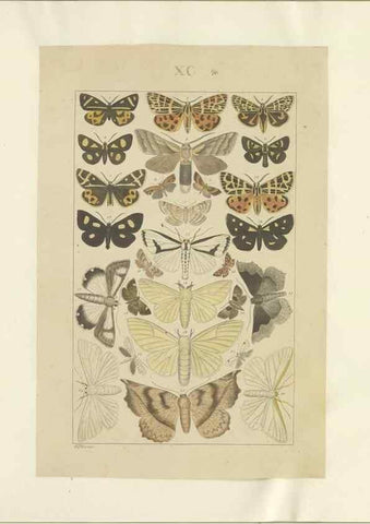Reproducción/Reproduction 40453469173: Lepidoptera : manuscript. [between 1873-1883?]. 