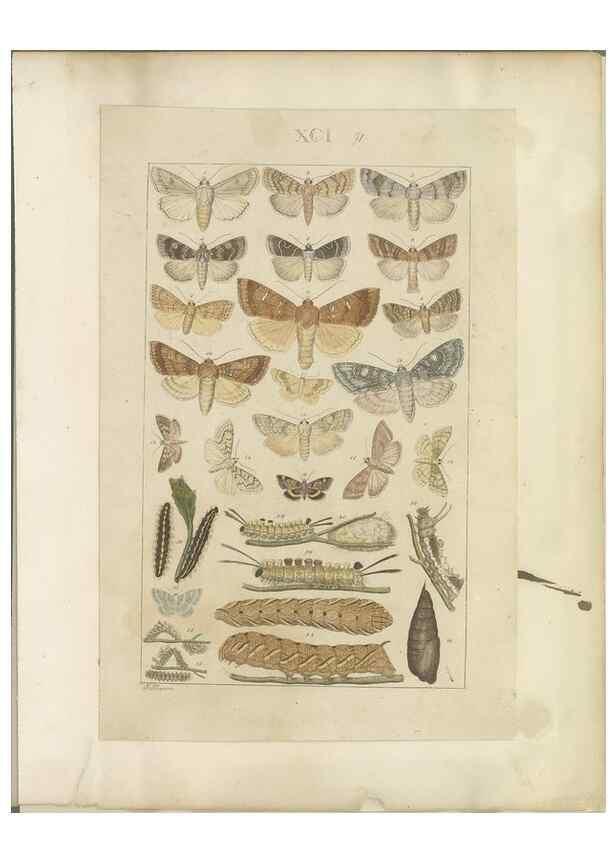 Reproducción/Reproduction 40453469663: Lepidoptera : manuscript. [between 1873-1883?]. 