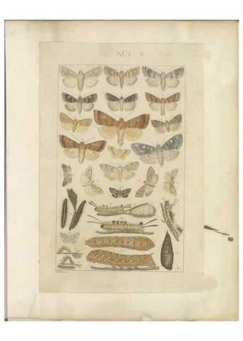Reproducción/Reproduction 40453469663: Lepidoptera : manuscript. [between 1873-1883?]. 
