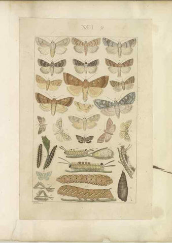 Reproducción/Reproduction 40453469663: Lepidoptera : manuscript. [between 1873-1883?]. 