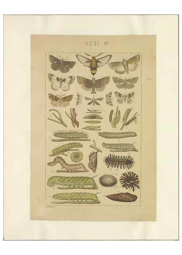 Reproducción/Reproduction 40453470163: Lepidoptera : manuscript. [between 1873-1883?]. 
