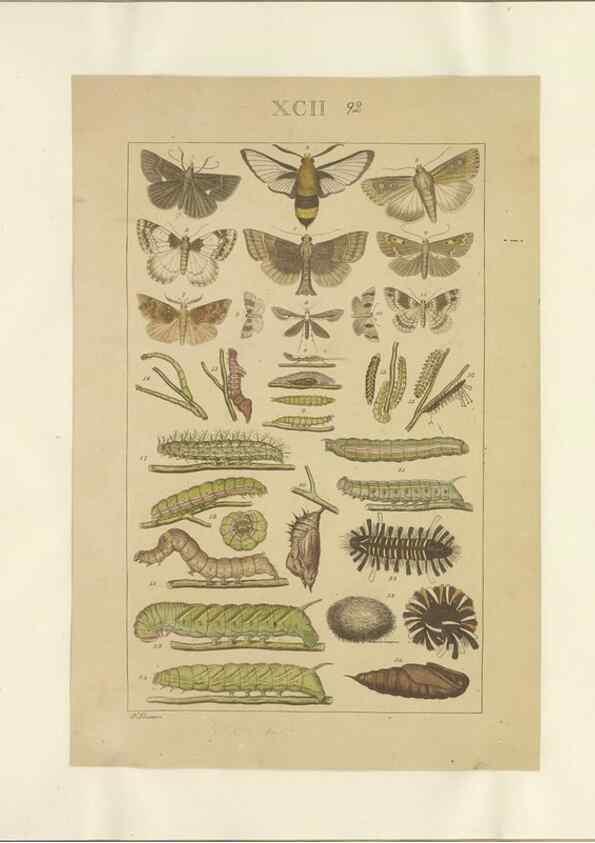 Reproducción/Reproduction 40453470163: Lepidoptera : manuscript. [between 1873-1883?]. 
