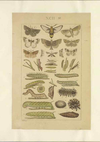 Reproducción/Reproduction 40453470163: Lepidoptera : manuscript. [between 1873-1883?]. 