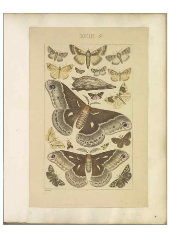 Reproducción/Reproduction 40453470793: Lepidoptera : manuscript. [between 1873-1883?]. 