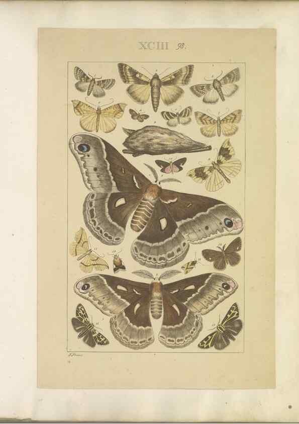 Reproducción/Reproduction 40453470793: Lepidoptera : manuscript. [between 1873-1883?]. 