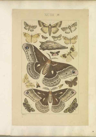 Reproducción/Reproduction 40453470793: Lepidoptera : manuscript. [between 1873-1883?]. 