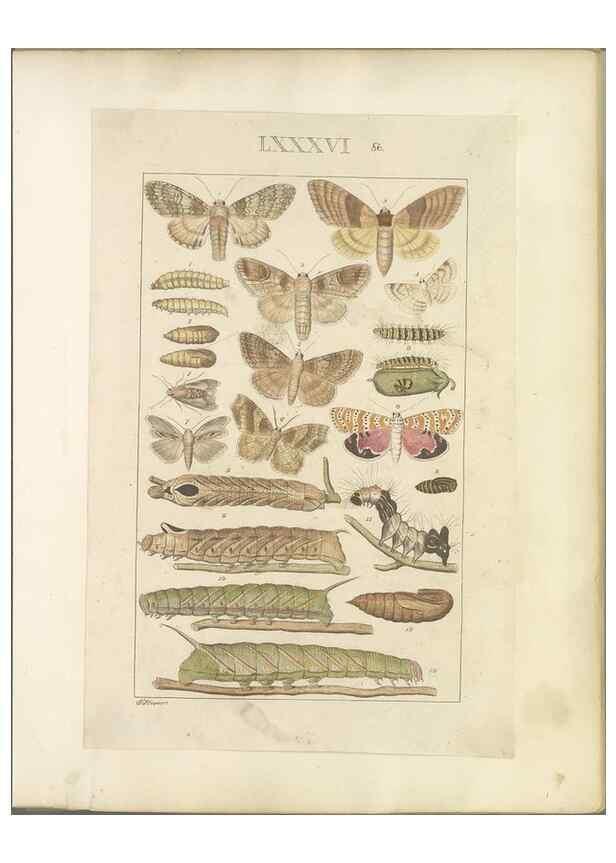 Reproducción/Reproduction 32477047557: Lepidoptera : manuscript. [between 1873-1883?]. 