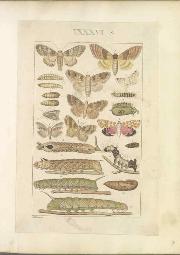 Reproducción/Reproduction 32477047557: Lepidoptera : manuscript. [between 1873-1883?]. 