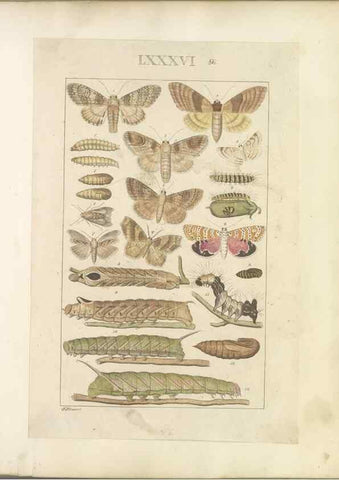 Reproducción/Reproduction 32477047557: Lepidoptera : manuscript. [between 1873-1883?]. 