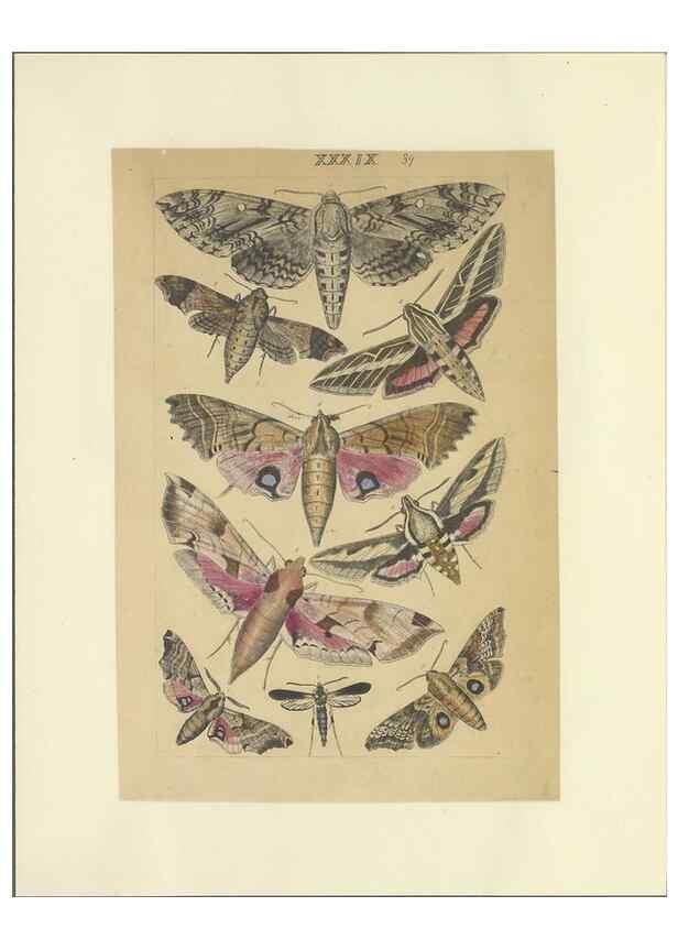 Reproducción/Reproduction 40448448533: Lepidoptera : manuscript. [between 1873-1883?]. 