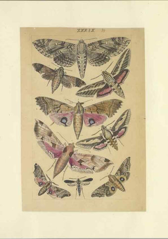 Reproducción/Reproduction 40448448533: Lepidoptera : manuscript. [between 1873-1883?]. 