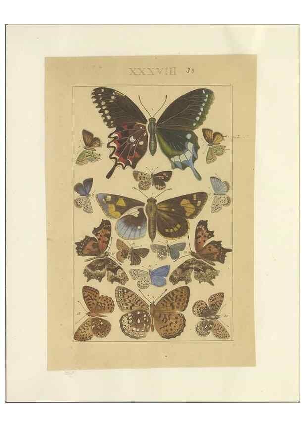 Reproducción/Reproduction 40448447783: Lepidoptera : manuscript. [between 1873-1883?]. 