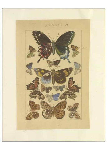 Reproducción/Reproduction 40448447783: Lepidoptera : manuscript. [between 1873-1883?]. 
