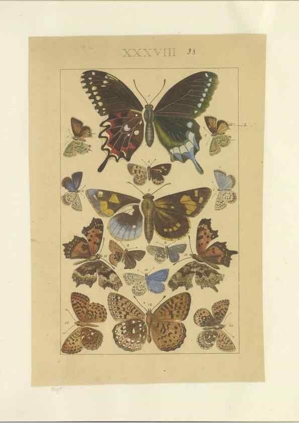 Reproducción/Reproduction 40448447783: Lepidoptera : manuscript. [between 1873-1883?]. 