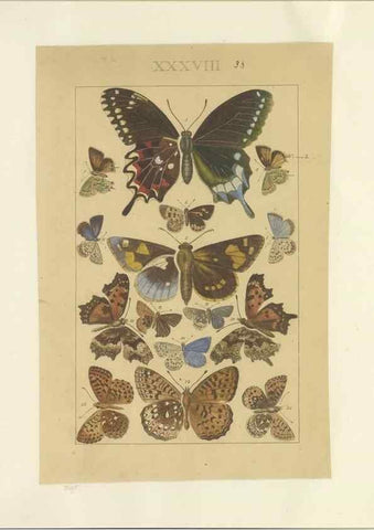 Reproducción/Reproduction 40448447783: Lepidoptera : manuscript. [between 1873-1883?]. 