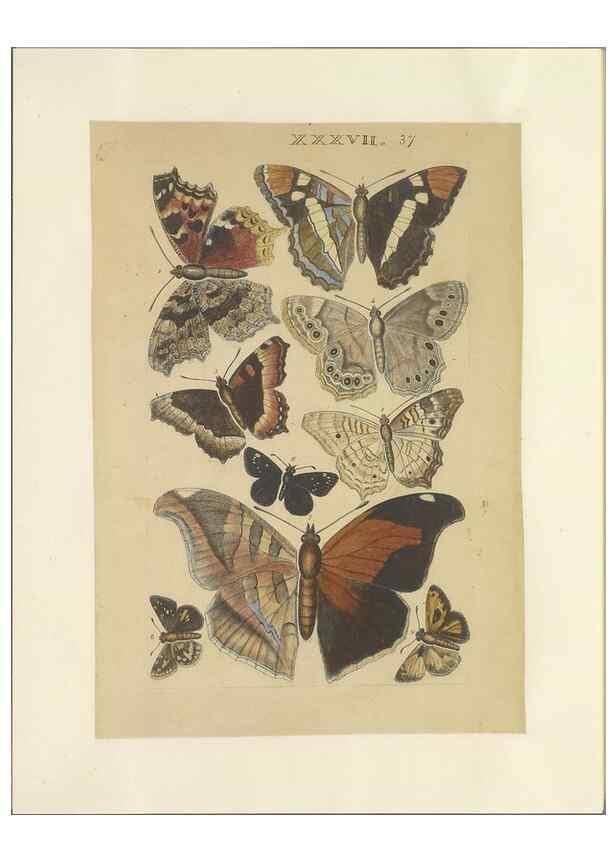 Reproducción/Reproduction 32471808457: Lepidoptera : manuscript. [between 1873-1883?]. 