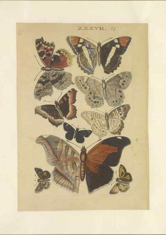 Reproducción/Reproduction 32471808457: Lepidoptera : manuscript. [between 1873-1883?]. 