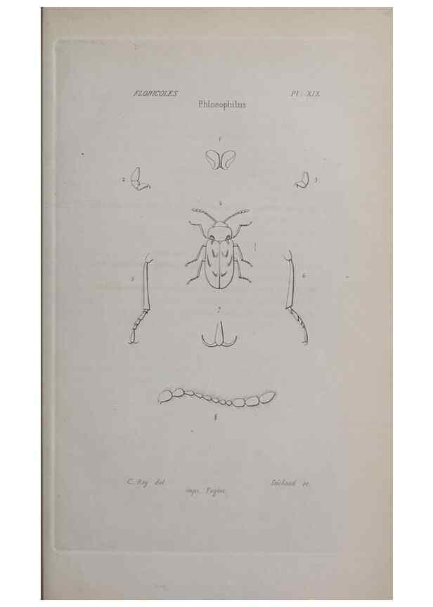 Reproducción/Reproduction 33406696808: Annales de la Société Linnéenne de Lyon.. Lyon :Société Linnéenne de Lyon.. 