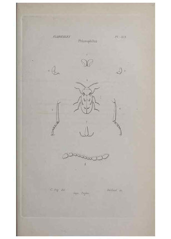Reproducción/Reproduction 33406696808: Annales de la Société Linnéenne de Lyon.. Lyon :Société Linnéenne de Lyon.. 