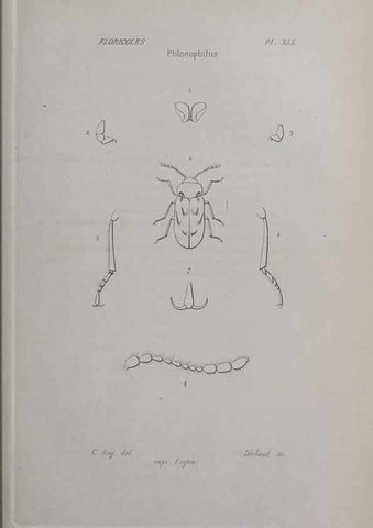 Reproducción/Reproduction 33406696808: Annales de la Société Linnéenne de Lyon.. Lyon :Société Linnéenne de Lyon.. 