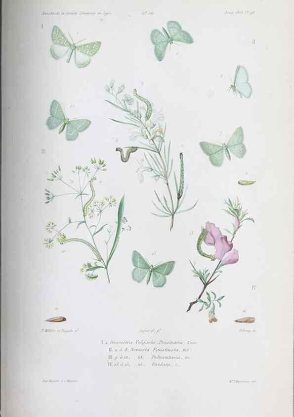 Reproducción/Reproduction 33406720838: Annales de la Société Linnéenne de Lyon.. Lyon :Société Linnéenne de Lyon.. 