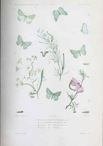 Reproducción/Reproduction 33406720838: Annales de la Société Linnéenne de Lyon.. Lyon :Société Linnéenne de Lyon.. 