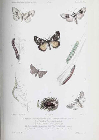 Reproducción/Reproduction 46559203024: Annales de la Société Linnéenne de Lyon.. Lyon :Société Linnéenne de Lyon.. 