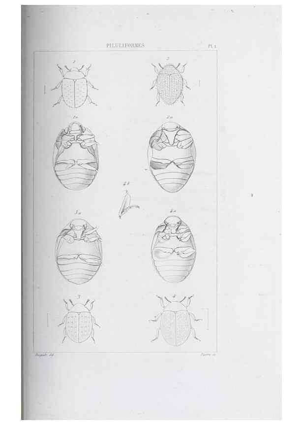 Reproducción/Reproduction 46367819925: Annales de la Société Linnéenne de Lyon.. Lyon :Société Linnéenne de Lyon.. 