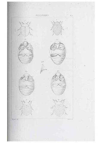 Reproducción/Reproduction 46367819925: Annales de la Société Linnéenne de Lyon.. Lyon :Société Linnéenne de Lyon.. 