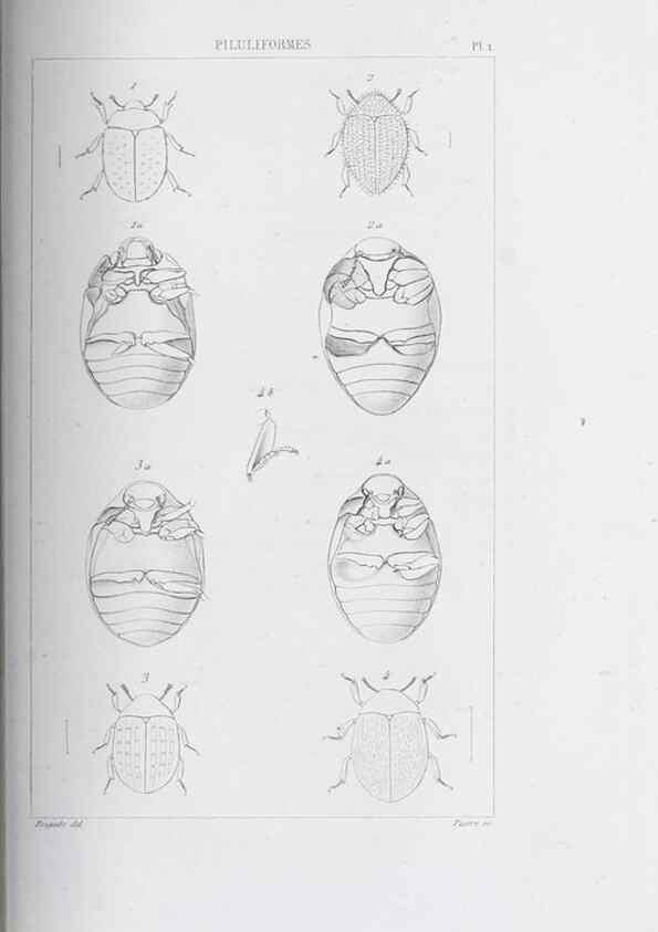 Reproducción/Reproduction 46367819925: Annales de la Société Linnéenne de Lyon.. Lyon :Société Linnéenne de Lyon.. 