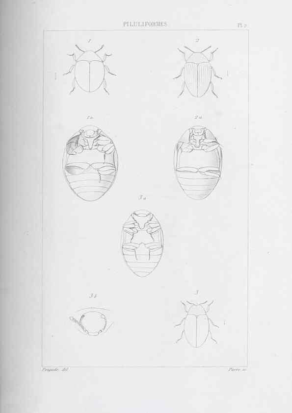 Reproducción/Reproduction 40317784653: Annales de la Société Linnéenne de Lyon.. Lyon :Société Linnéenne de Lyon.. 