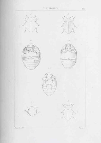 Reproducción/Reproduction 40317784653: Annales de la Société Linnéenne de Lyon.. Lyon :Société Linnéenne de Lyon.. 