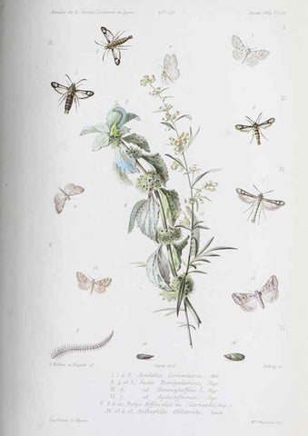 Reproducción/Reproduction 32340561917: Annales de la Société Linnéenne de Lyon.. Lyon :Société Linnéenne de Lyon.. 