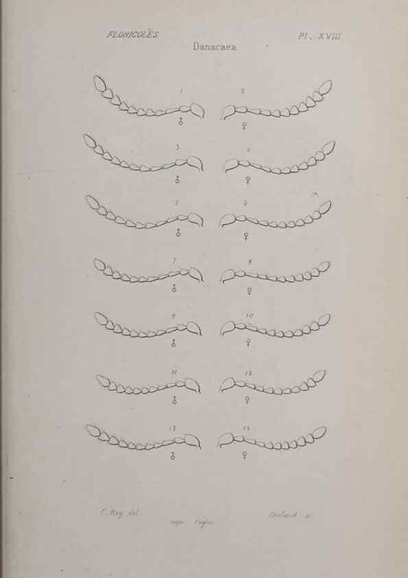 Reproducción/Reproduction 47282304281: Annales de la Société Linnéenne de Lyon.. Lyon :Société Linnéenne de Lyon.. 