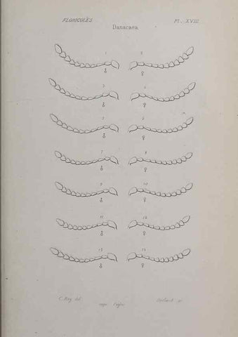 Reproducción/Reproduction 47282304281: Annales de la Société Linnéenne de Lyon.. Lyon :Société Linnéenne de Lyon.. 