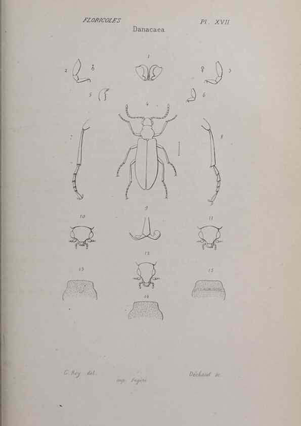 Reproducción/Reproduction 33406695138: Annales de la Société Linnéenne de Lyon.. Lyon :Société Linnéenne de Lyon.. 