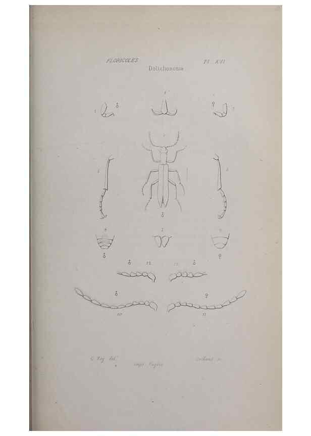Reproducción/Reproduction 33406694278: Annales de la Société Linnéenne de Lyon.. Lyon :Société Linnéenne de Lyon.. 